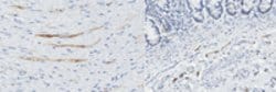 Nrf2 Rat anti-Rat, Mouse, Clone: 103, MilliporeSigma 100 &mu;g;Unconjugated:Antibodies,